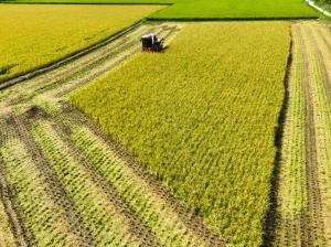 철원오대쌀 호주 10톤 수출